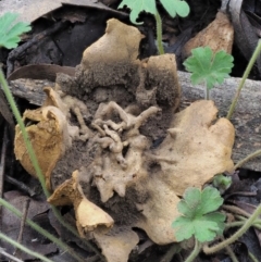 Scleroderma sp. at Coree, ACT - 27 May 2020