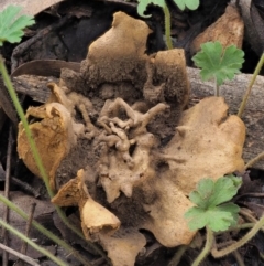 Scleroderma sp. at Coree, ACT - 27 May 2020