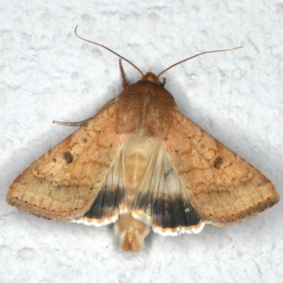 Helicoverpa punctigera (Native Budworm) at Ainslie, ACT - 5 Dec 2019 by jb2602