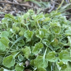 Stuartina sp. (genus) at Hughes, ACT - 28 Jun 2020