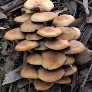 Hypholoma sp. at Coree, ACT - 27 May 2020