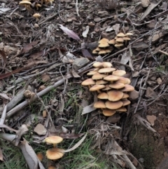 Hypholoma sp. at Coree, ACT - 27 May 2020