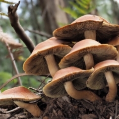 Hypholoma sp. at Coree, ACT - 27 May 2020