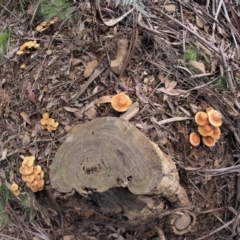 Hypholoma sp. at Coree, ACT - 27 May 2020