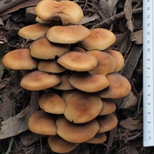 Hypholoma sp. at Coree, ACT - 27 May 2020