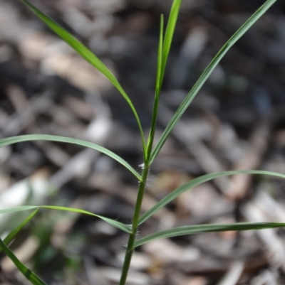 Cynodon dactylon (Couch Grass) at Wamboin, NSW - 22 Apr 2020 by natureguy