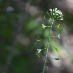 Capsella bursa-pastoris (Shepherd's Purse) at Wamboin, NSW - 22 Apr 2020 by natureguy