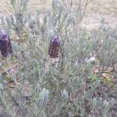 Lavandula stoechas (Spanish Lavender or Topped Lavender) at Jerrabomberra, ACT - 28 Jun 2020 by Mike