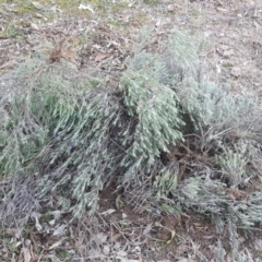 Lavandula stoechas at Jerrabomberra, ACT - 28 Jun 2020