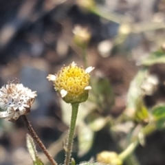 Galinsoga parviflora (Potato Weed) at Isaacs Ridge and Nearby - 28 Jun 2020 by Mike