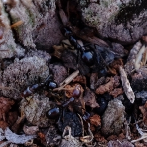 Papyrius nitidus at Molonglo River Reserve - suppressed