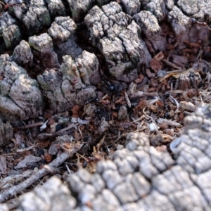 Papyrius nitidus at suppressed - 28 Jun 2020