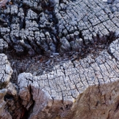 Papyrius nitidus at Molonglo River Reserve - suppressed