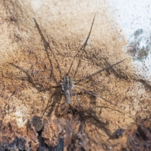 Opiliones (order) at Acton, ACT - 22 Jun 2020 12:30 PM