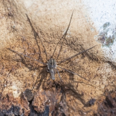 Opiliones (order) (Unidentified harvestman) at ANBG - 22 Jun 2020 by WHall