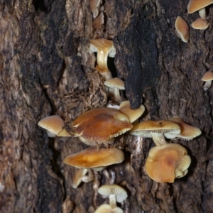 Hypholoma sp. at Acton, ACT - 22 Jun 2020