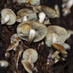 Hypholoma sp. at Acton, ACT - 22 Jun 2020