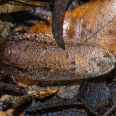 Calolampra sp. (genus) (Bark cockroach) at Acton, ACT - 22 Jun 2020 by WHall