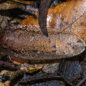 Calolampra sp. (genus) at Acton, ACT - 22 Jun 2020