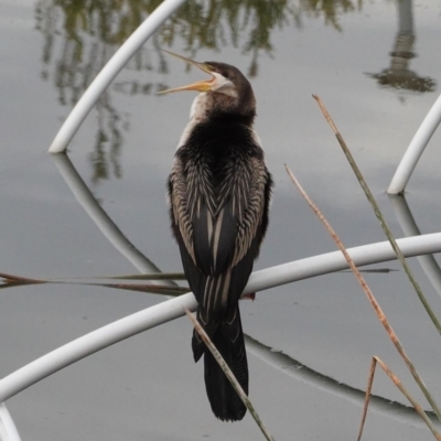 Anhinga novaehollandiae (Australasian Darter) at Lake Burley Griffin Central/East - 27 Jun 2020 by JackyF