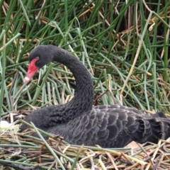 Cygnus atratus (Black Swan) at Lake Burley Griffin Central/East - 27 Jun 2020 by JackyF