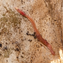Oligochaeta (class) (Unidentified earthworm) at Acton, ACT - 22 Jun 2020 by WHall