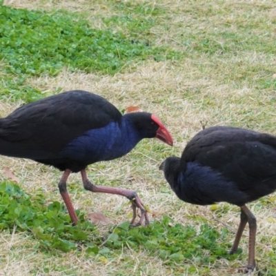 Porphyrio melanotus (Australasian Swamphen) at Kingston, ACT - 27 Jun 2020 by JackyF