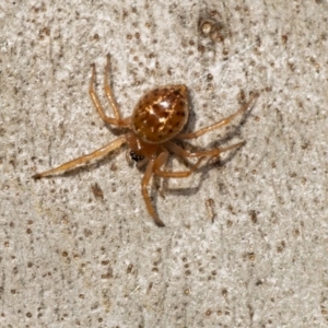 Euryopis sp. (genus) at Acton, ACT - 22 Jun 2020