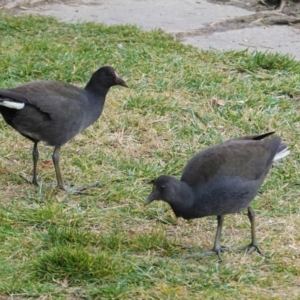 Gallinula tenebrosa at Kingston, ACT - 27 Jun 2020 03:10 PM