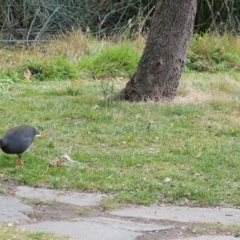 Gallinula tenebrosa at Kingston, ACT - 27 Jun 2020 03:10 PM