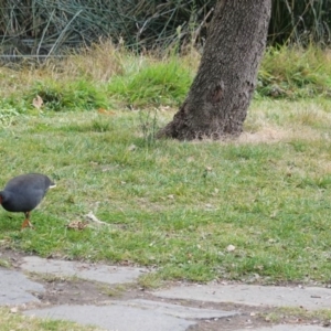 Gallinula tenebrosa at Kingston, ACT - 27 Jun 2020 03:10 PM