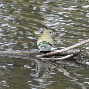 Psephotus haematonotus at Kingston, ACT - 27 Jun 2020