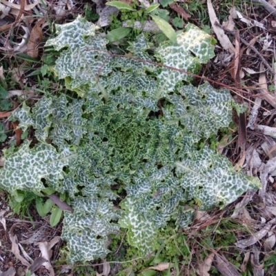 Silybum marianum (Variegated Thistle) at Isaacs Ridge - 27 Jun 2020 by Mike