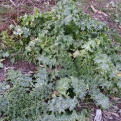 Silybum marianum at Isaacs, ACT - 27 Jun 2020