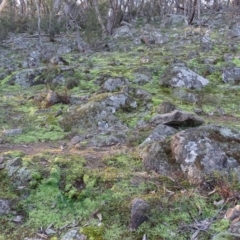 Unverified Lichen, Moss or other Bryophyte at Isaacs Ridge and Nearby - 27 Jun 2020 by Mike