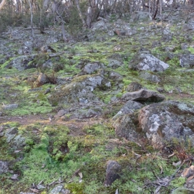Unverified Lichen, Moss or other Bryophyte at Isaacs Ridge and Nearby - 27 Jun 2020 by Mike