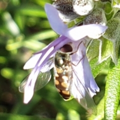 Simosyrphus grandicornis (Common hover fly) at Higgins, ACT - 24 Jun 2020 by Rkiggins90