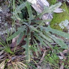 Senecio sp. (A Fireweed) at Isaacs Ridge and Nearby - 27 Jun 2020 by Mike