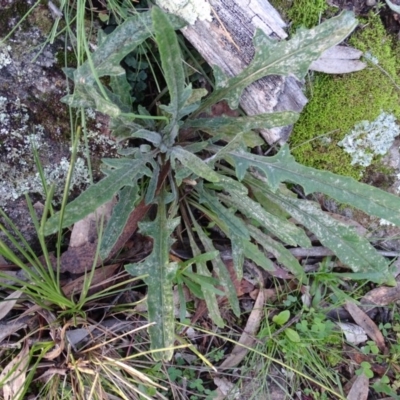 Senecio sp. (A Fireweed) at Isaacs, ACT - 27 Jun 2020 by Mike