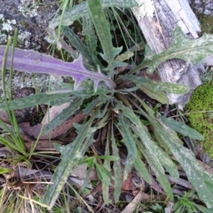 Senecio sp. at Isaacs, ACT - 27 Jun 2020