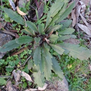 Ajuga australis at Isaacs Ridge - 27 Jun 2020