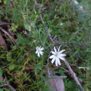 Stellaria pungens at Isaacs, ACT - 27 Jun 2020