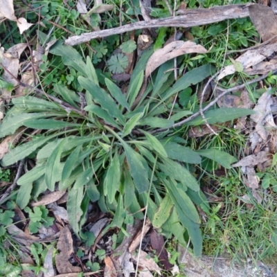 Cynoglossum australe (Australian Forget-me-not) at Isaacs Ridge - 27 Jun 2020 by Mike