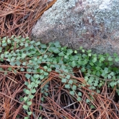 Asplenium flabellifolium (Necklace Fern) at Isaacs Ridge - 27 Jun 2020 by Mike