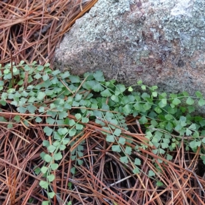 Asplenium flabellifolium (Necklace Fern) at Isaacs, ACT - 27 Jun 2020 by Mike