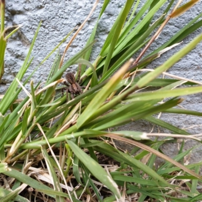 Lycosidae (family) (Wolf spider) at Higgins, ACT - 22 Jun 2020 by Rkiggins90