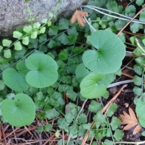 Dichondra repens at Isaacs Ridge - 27 Jun 2020