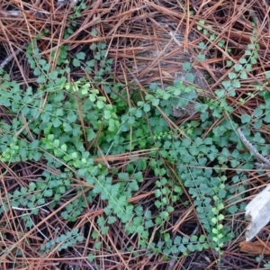 Asplenium flabellifolium at Isaacs Ridge and Nearby - 27 Jun 2020