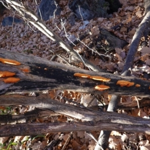 Trametes coccinea at Deakin, ACT - 28 Jun 2020