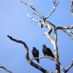 Aquila audax (Wedge-tailed Eagle) at Tuggeranong DC, ACT - 22 Jun 2020 by HelenCross